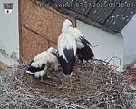 Capi_Dubne_20250707_091003.jpg