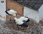 Capi_Dubne_20250707_091503.jpg