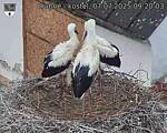 Capi_Dubne_20250707_092003.jpg