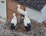 Capi_Dubne_20250707_093003.jpg