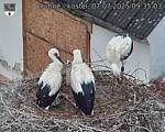 Capi_Dubne_20250707_093503.jpg