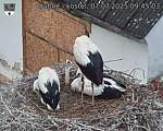 Capi_Dubne_20250707_094503.jpg