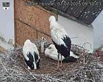 Capi_Dubne_20250707_095003.jpg