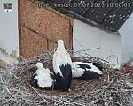 Capi_Dubne_20250707_100003.jpg