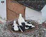 Capi_Dubne_20250707_100503.jpg