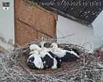 Capi_Dubne_20250707_101003.jpg