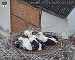 Capi_Dubne_20250707_101503.jpg