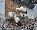 Capi_Dubne_20250707_102503.jpg