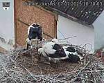 Capi_Dubne_20250707_103003.jpg