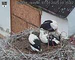 Capi_Dubne_20250707_103502.jpg