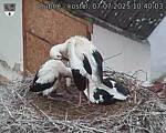 Capi_Dubne_20250707_104003.jpg
