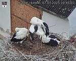 Capi_Dubne_20250707_104503.jpg