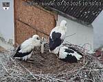 Capi_Dubne_20250707_105003.jpg