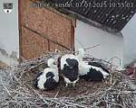 Capi_Dubne_20250707_105503.jpg