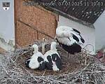 Capi_Dubne_20250707_111003.jpg