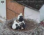 Capi_Dubne_20250707_111503.jpg