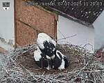 Capi_Dubne_20250707_112003.jpg