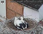 Capi_Dubne_20250707_112503.jpg