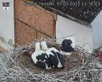 Capi_Dubne_20250707_113003.jpg