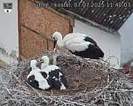 Capi_Dubne_20250707_114003.jpg