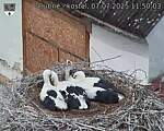 Capi_Dubne_20250707_115003.jpg
