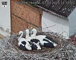 Capi_Dubne_20250707_115503.jpg