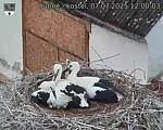 Capi_Dubne_20250707_120003.jpg
