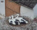 Capi_Dubne_20250707_120503.jpg