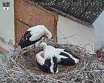 Capi_Dubne_20250707_121003.jpg
