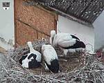 Capi_Dubne_20250707_122003.jpg