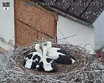 Capi_Dubne_20250707_122503.jpg