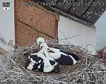 Capi_Dubne_20250707_123003.jpg