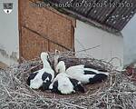 Capi_Dubne_20250707_123503.jpg