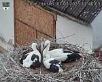 Capi_Dubne_20250707_124003.jpg