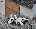 Capi_Dubne_20250707_124503.jpg