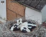 Capi_Dubne_20250707_125503.jpg
