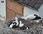 Capi_Dubne_20250707_130003.jpg