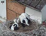 Capi_Dubne_20250707_131502.jpg