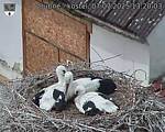 Capi_Dubne_20250707_132003.jpg