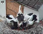 Capi_Dubne_20250707_132503.jpg
