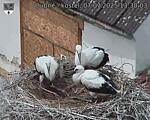 Capi_Dubne_20250707_133003.jpg