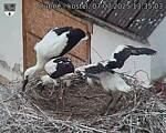 Capi_Dubne_20250707_133503.jpg