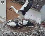 Capi_Dubne_20250707_134003.jpg