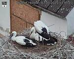 Capi_Dubne_20250707_134503.jpg