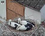 Capi_Dubne_20250707_135003.jpg