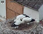 Capi_Dubne_20250707_135502.jpg