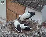 Capi_Dubne_20250707_140003.jpg