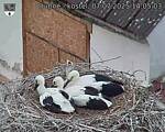 Capi_Dubne_20250707_140503.jpg