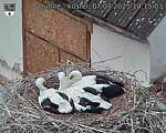 Capi_Dubne_20250707_141503.jpg