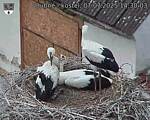 Capi_Dubne_20250707_143003.jpg
